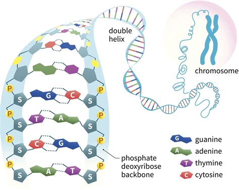DNA Structure: A.